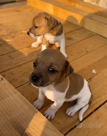 Cuccioli jack russell