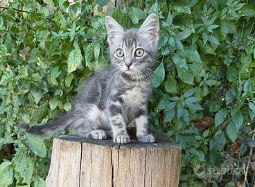 Principe gattino 2 mesi ben socializzato