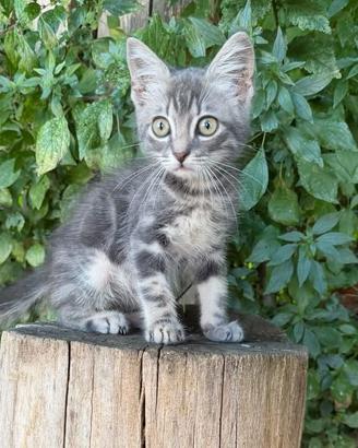 Principe gattino 2 mesi ben socializzato