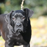 Cucciola cane corso