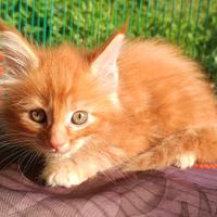 Cuccioli Maine Coon Red con pedigree