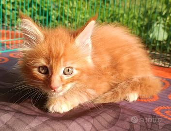 Cuccioli Maine Coon Red con pedigree