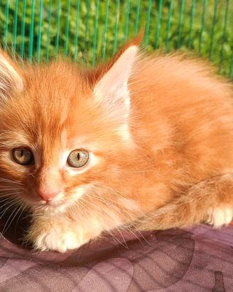 Cuccioli Maine Coon Red con pedigree