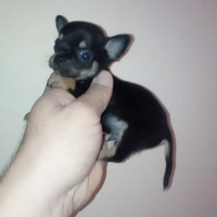 Chihuahua mini toy micro