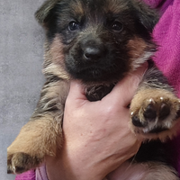 Pastori tedeschi cuccioli