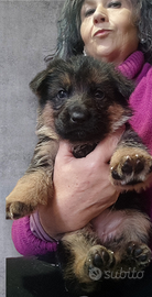 Pastori tedeschi cuccioli