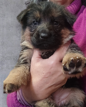 Pastori tedeschi cuccioli