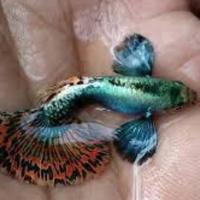 Guppy Dumbo mosaico