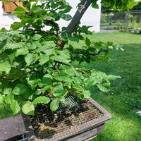 Bonsai Carpino