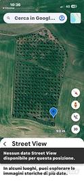 Terreno agricolo adibito ad ulivetto