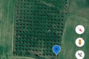 Terreno agricolo adibito ad ulivetto