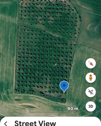 Terreno agricolo adibito ad ulivetto