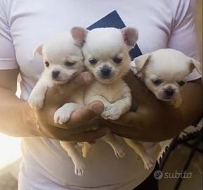 cuccioli di chihuahua di colore bianco