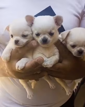 cuccioli di chihuahua di colore bianco