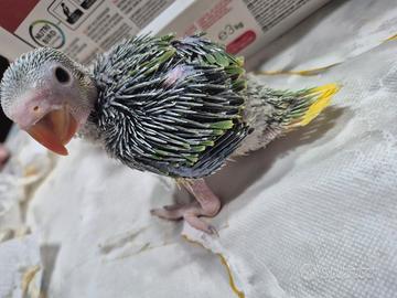 Parrocchetti dal collare cleartail