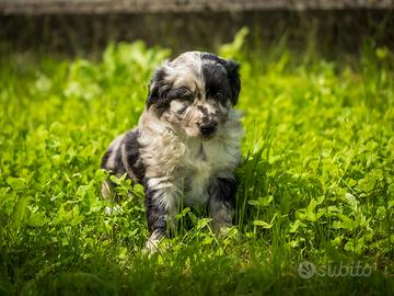 Cucciolo Pastore australiano