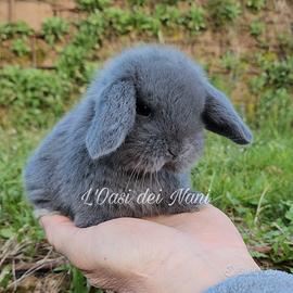 Cucciolo di coniglio di razza Ariete Nano blu
