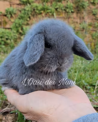 Cucciolo di coniglio di razza Ariete Nano blu
