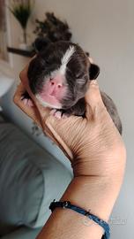 bulldog francese maschietto