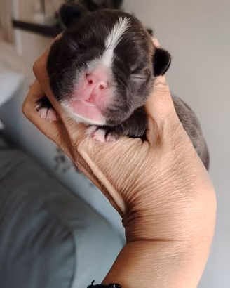 bulldog francese maschietto