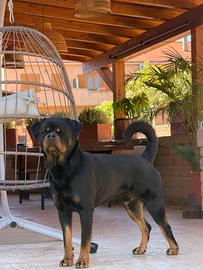 Rottweiler cuccioli