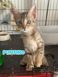 Gippina e Puntino gattini di tre mesi