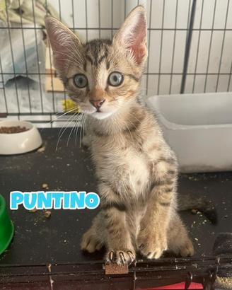 Gippina e Puntino gattini di tre mesi