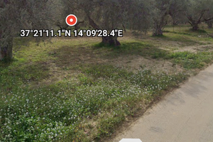 Vento terreno con 10 alberi di ulivo