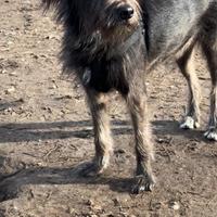 Cane meticcio femmina taglia media