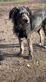 Cane meticcio femmina taglia media