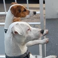 Compagna per due jack russell