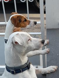 Compagna per due jack russell