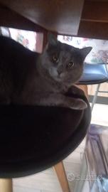 Zeus già sterilizzato