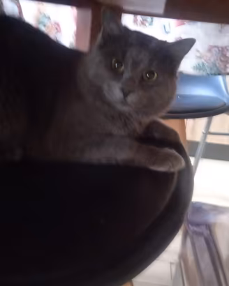 Zeus già sterilizzato