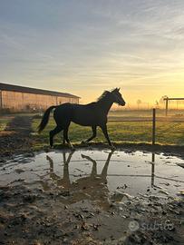 Cavallo Purosangue Inglese 4 anni