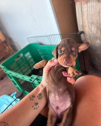 Cucciolo maschio di Bassotto nano
