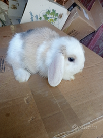 Conigli nani ariete e nano orecchie corte