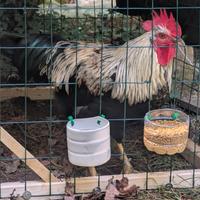Gallo Olive Egger