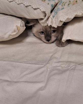 Gattino Ragdoll