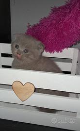 Scottish fold maschio 2,5 mesi