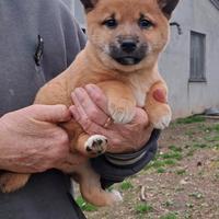 Cucciola shiba inu