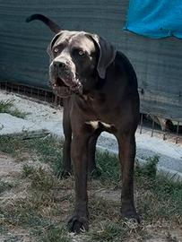 Cuccioli cane corso