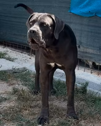Cuccioli cane corso