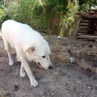 Cuccioli di pastore abruzzese