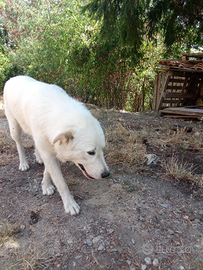 Cuccioli di pastore abruzzese