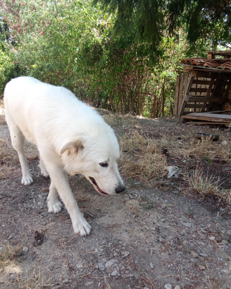 Cuccioli di pastore abruzzese