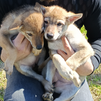 Cane lupo cecoslovacco