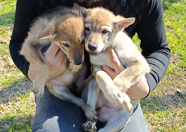 Cane lupo cecoslovacco