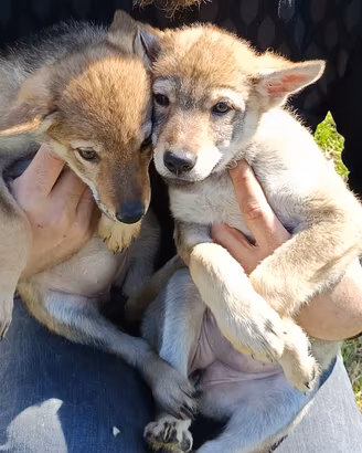 Cane lupo cecoslovacco