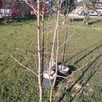 Una pianta in vaso ginkgo biloba